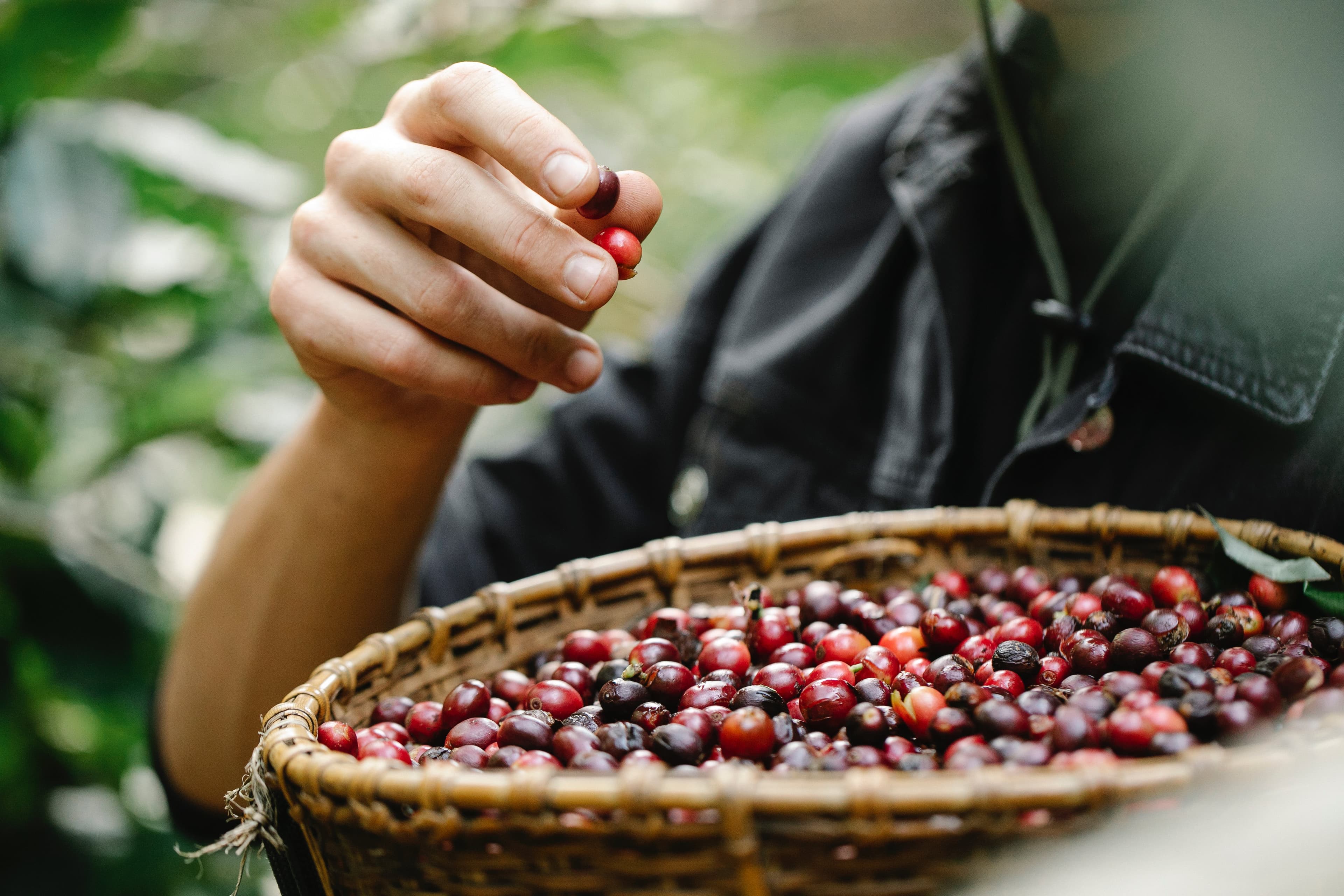 Freshly harvested coffee beans in basket