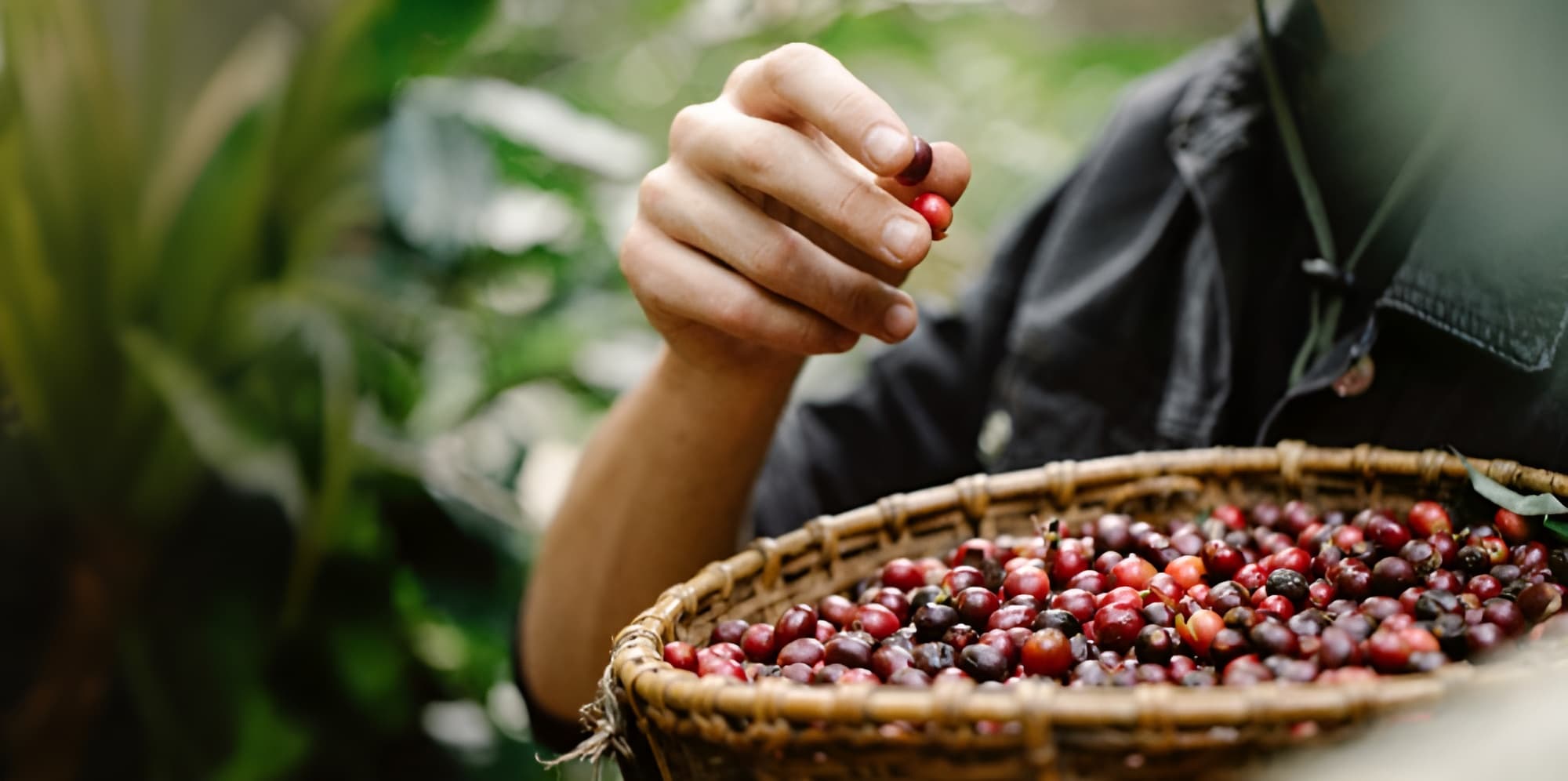 Freshly harvested coffee beans in basket